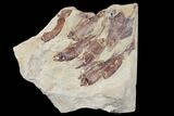 8.8" Fossil Fish (Gosiutichthys) Mortality Plate - Lake Gosiute - #130010-1